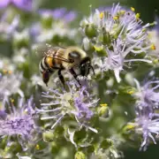蜜蜂是如何采集花粉和花露水的?