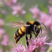 蜜蜂蜇人后为什么会出现血压升高的现象?
