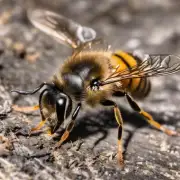 为什么有蜜蜂出子需要放在蜂箱内进行孵化?