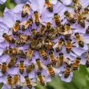 蜜蜂在觅食期间遇到了危险时它们是如何进行保护自己的?