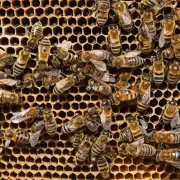 一口蜂箱有多少只蜜蜂?