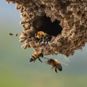 为什么有时候家里的蜜蜂会飞出蜂巢呢?