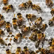 蜜蜂取不伤蜂盖时应该注意哪些细节和方法以确保安全无害地取得蜂蜜?