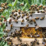话题如果蜜蜂发现有蜂箱被毁坏或缺少食物它们会改变策略还是继续努力?