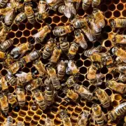 岩洞蜜蜂是如何制作蜂蜜和蜡的呢?