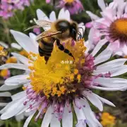 蜜蜂是否只在春季中采花朵并转化成蜜糖或者还有其他季节吗?