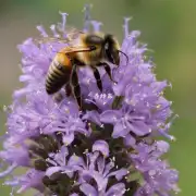 我想知道蜜蜂是如何保持身体的稳定性以确保飞行平稳不受干扰呢?