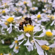 喂蜜蜂不吃白糖那它是否能吃蜂蜜的原液呢?