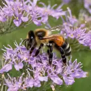 在何种情况下需要采取额外措施来保护蜜蜂免受害虫侵扰?