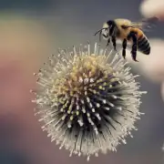 我在观察一只蜜蜂的翅膀时注意到它的后背有点凉这是什么原因?