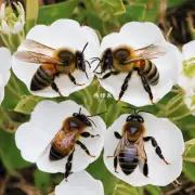 蜜蜂是如何进行交配的?