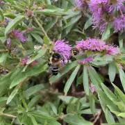怎样可以用两只手表示一只蜜蜂在花丛中采蜜?