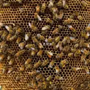 怎样存储带蜜蜂的蜂巢以避免蜜蜂死亡或繁殖异常?