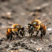 蜜蜂如何找到食物和水源?