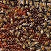 当蜂群没有足够的女王蜂时蜜蜂们会继续产新的王浆细胞吗?