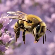 如果蜜蜂蜇到你身上时你会感觉什么?