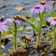 有哪些方法可以教蜜蜂如何从水中获取食物?