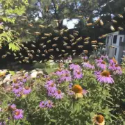 这里提到的灯光和蜜蜂指的是什么呢?