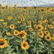 如果没有蜜蜂我们将面临什么后果?