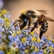 我们先从基本概念开始蜜蜂是一种重要的昆虫它们以收集花粉和蜜腺液为生这些物质对于蜜蜂来说非常重要并且对植物也有益处视频主题可以是关于蜜蜂如何找到并采集花朵以及他们如何感知和识别各种不同的花卉的信息问题1蜜蜂是如何通过听觉来感知和识别花卉的?