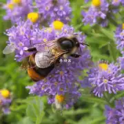 我们先从基本概念开始蜜蜂是一种重要的昆虫它们以收集花粉和蜜腺液为生这些物质对于蜜蜂来说非常重要并且对植物也有益处视频主题可以是关于蜜蜂如何找到并采集花朵以及他们如何感知和识别各种不同的花卉的信息问题1蜜蜂是如何通过味觉来感知和识别花卉的?