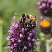 蜜蜂蜇伤后为什么会感到剧烈疼痛?