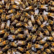 蜜蜂是能够感知温度吗?