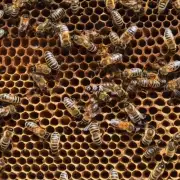 什么样的食物能吸引蜜蜂到蜂箱里?