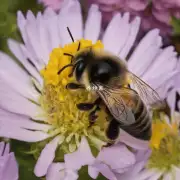 蜜蜂没有鼻子吗?