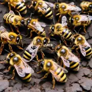 中华蜜蜂在战斗中是否具有灵活应变的能力?