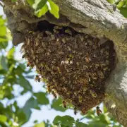 建造蜜蜂网巢所需要的时间大概是多长?