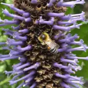 摸一摸蜜蜂窝是圆锥形的吗?