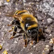 岩洞蜜蜂是如何找到食物的?