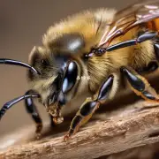 Where do bees build their nests?