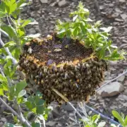 蜜蜂的筑巢地点是什么?