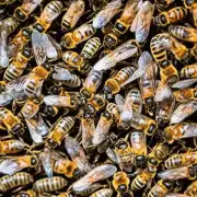 如何帮助蜜蜂找到食物?