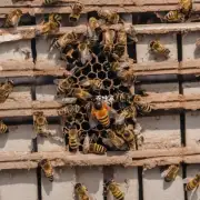 小蜜蜂为什么要在菏泽中筑巢?
