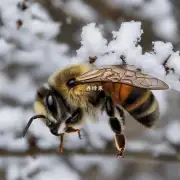 蜜蜂在冬季如何寻找栖息地?