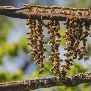 蜜蜂如何保护自己的链子?