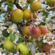 梨炖蜜蜂的烹饪技巧有哪些?