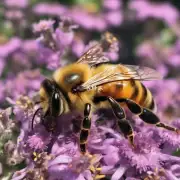 不同蜜蜂蛰肿胀的原因有哪些?