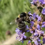 Why did the bee run away?