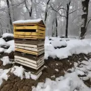 不同环境的蜜蜂冬天需要多少口粮?