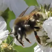 蜜蜂巢脾的维护方法有哪些?