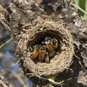 蜜蜂护巢的成本效益如何?