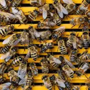 不同品种的蜜蜂冬天需要多少口粮?