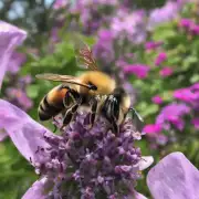 蜜蜂如何捕食食物?