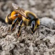 蜜蜂如何保护自己的巢穴?