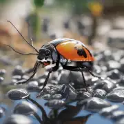 如何才能让虫子在干净的环境中寻找水?