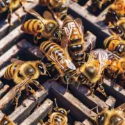 如何让蜜蜂强制来蜂箱采蜜?